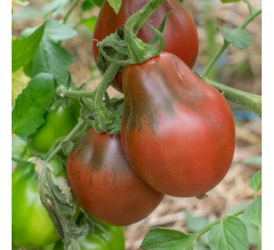 Насіння помідору  сорту  Винний глечик